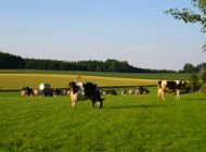 Bioanbau - K&uuml;he auf dem Feld