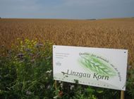 Linzgau-Korn
